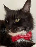 Pet bow tie - Red faux leather (small size)